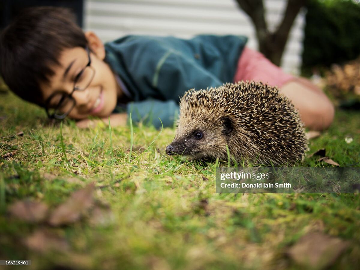 Josh lying in the grass, smiling at a hedgehog